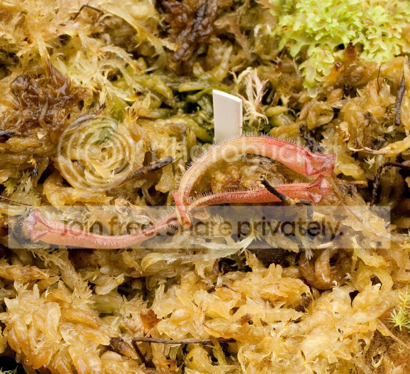 heli-seedling.jpg