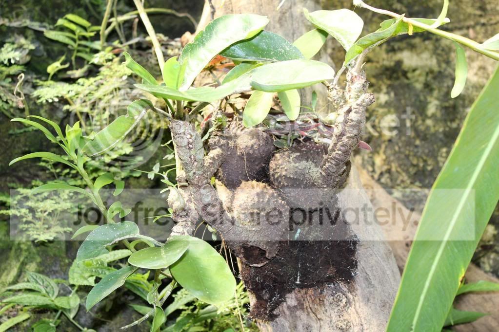 antplant.jpg