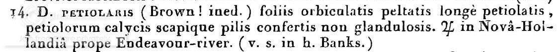 dpetiolaris.jpg