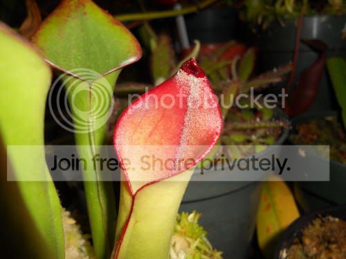 Hbutchiensis_9-13-11.jpg