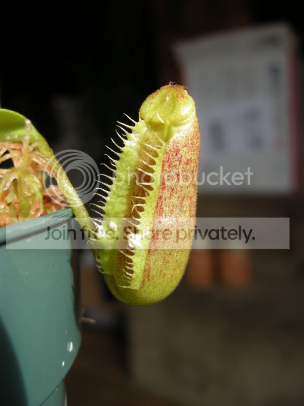 DSCN6367.jpg