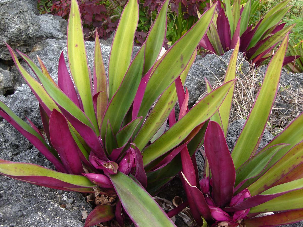 Rhoeo_Tradescantia_spathacea.jpg