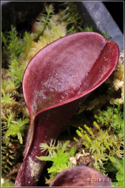 pilosa_hf.jpg