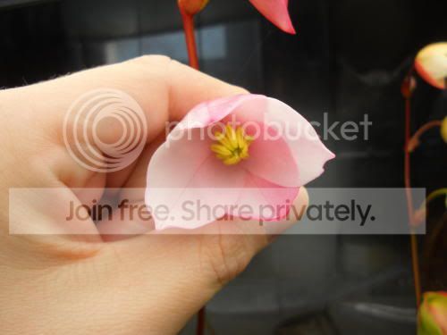 Hbutchiensis02_3-31-12.jpg