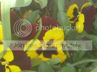 Spring2009010.jpg