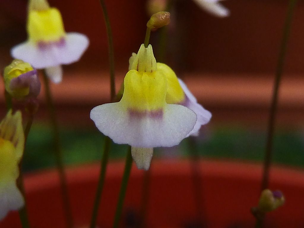 plants10032012046.jpg