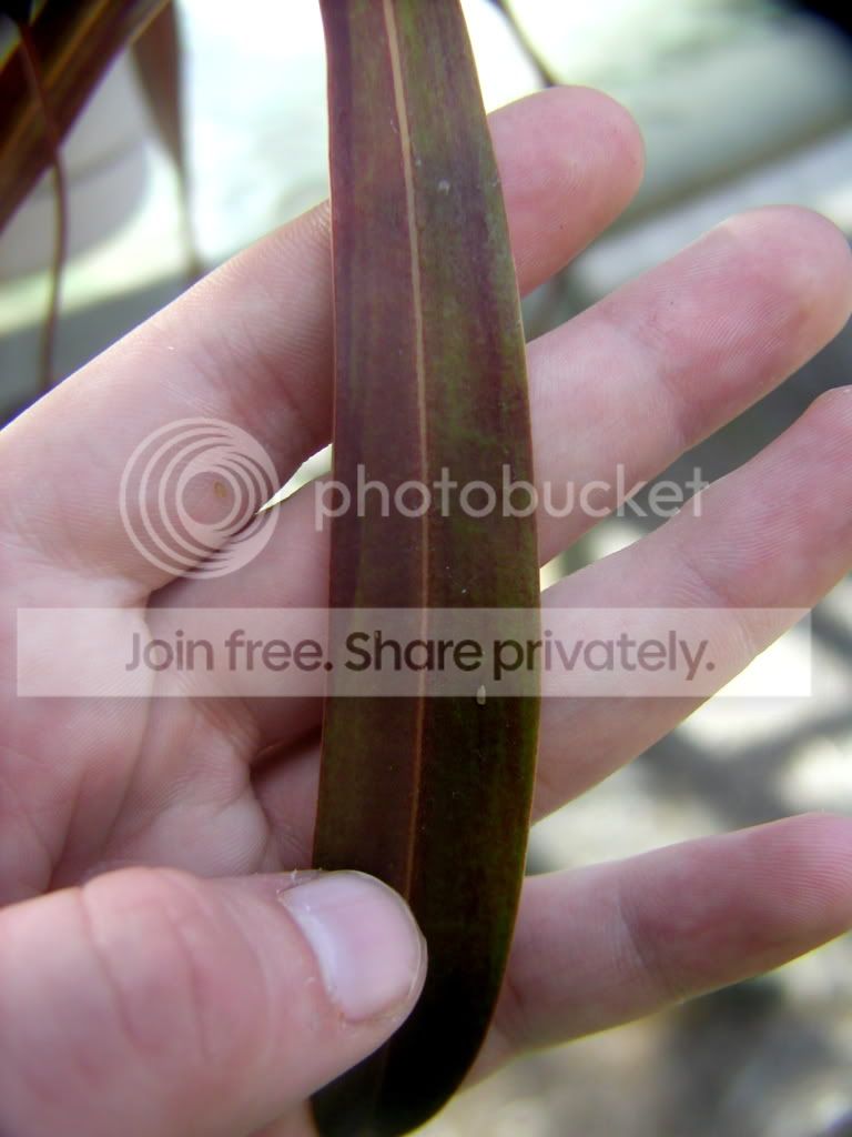 VentxAngleafdetail.jpg