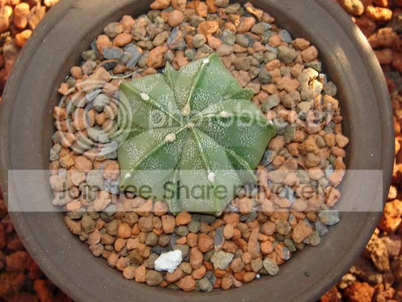 Greenhouse027.jpg