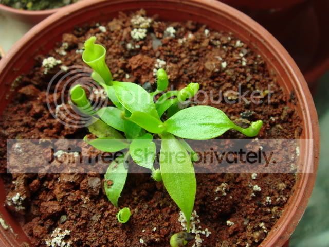campanulata2.jpg