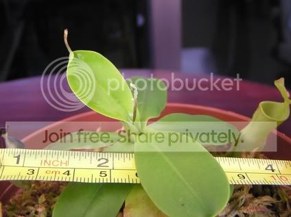 camp_flowering_080205_rs.jpg