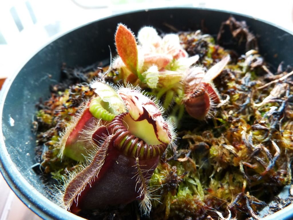 flowerstalkvft12102012011.jpg