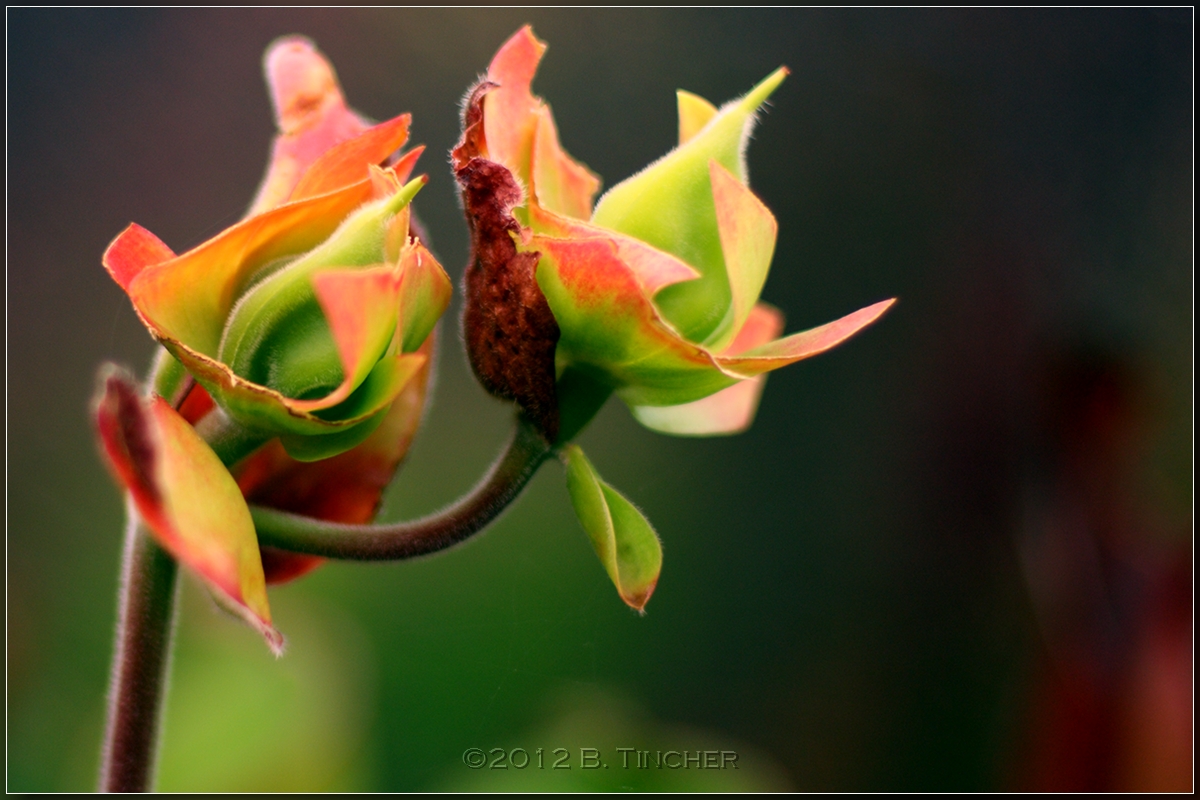IMG_3698_hf.jpg