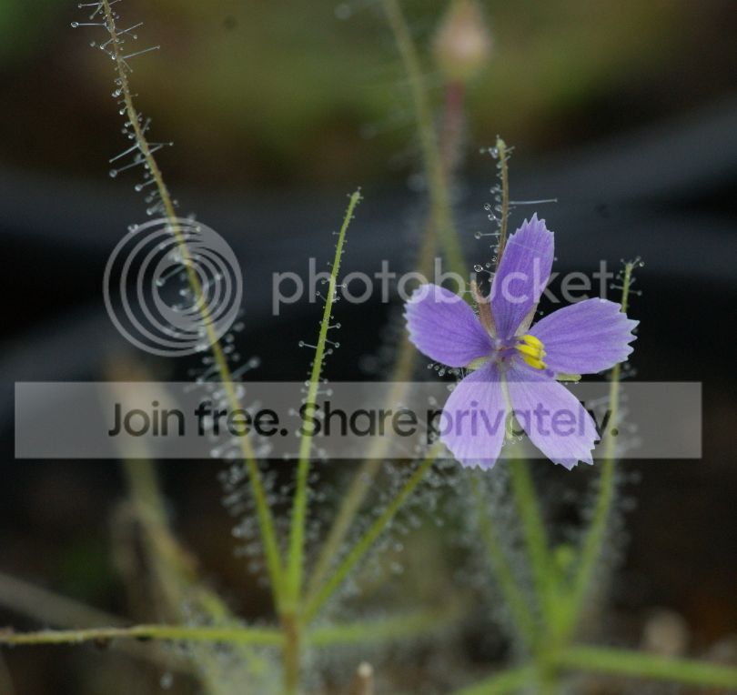 Byblis%20liniflora%20Flower%2002.jpg