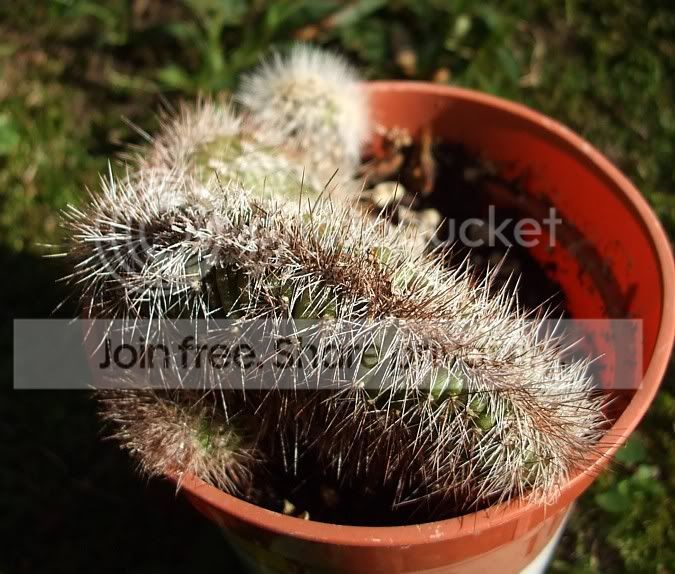Newcactisandsucculents014.jpg
