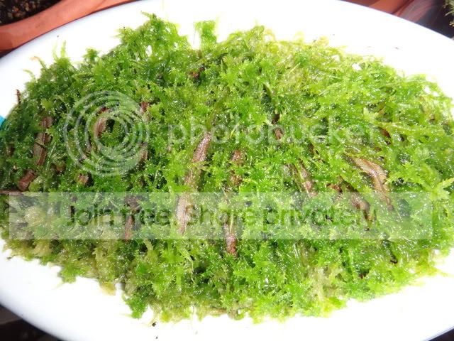 drosera_adelae_leaf_cuttings.jpg
