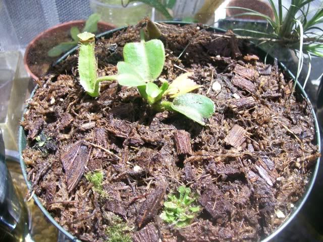 Truncata2.jpg