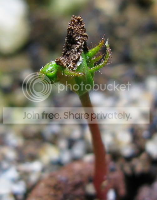 IMG_1976-Roridula-gorgonias-seedling.jpg