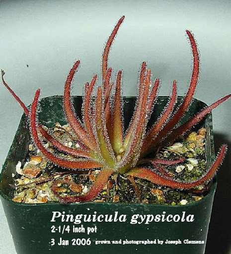 P_gypsicola_small.jpg