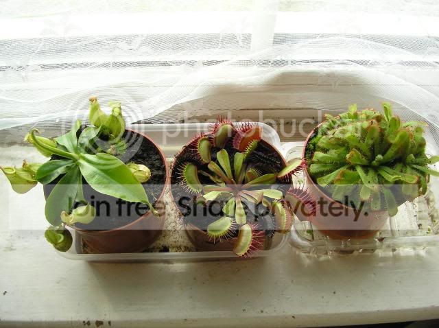 plants2.jpg