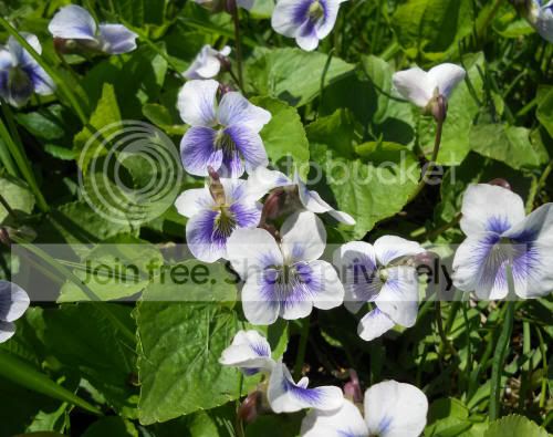 violet03_5-5-11.jpg