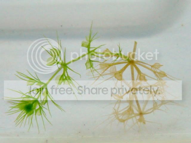 aldrovanda_cutting3_13Aug2010.jpg