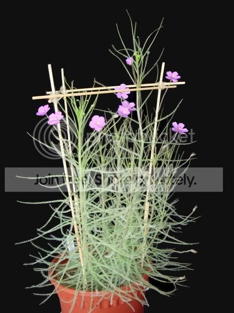 byblis_guehoi_flowers_plant.jpg