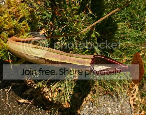 izxtruncata1.jpg