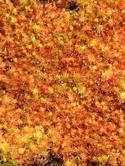 24671029516_9ba6362822_m.jpg