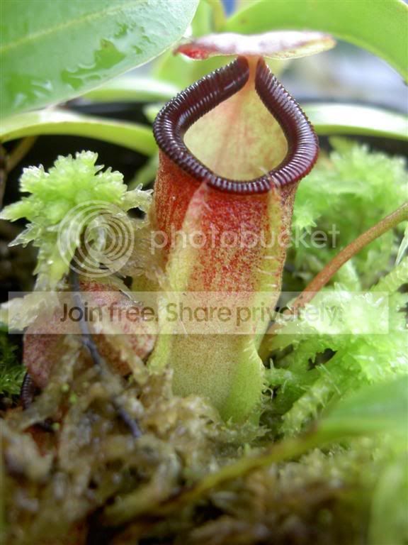 Nepenthestentaculataxtalangensis010.jpg