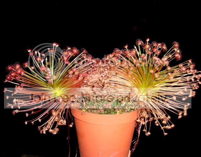 paradoxa_drysdale_roots.jpg