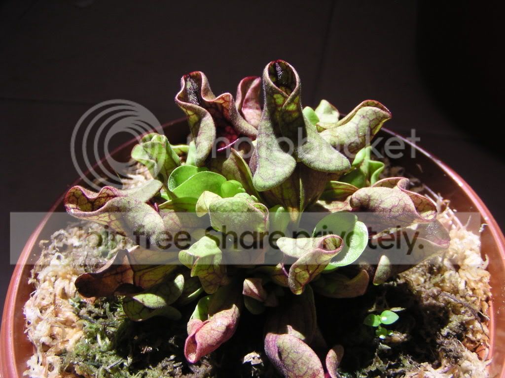 purpureahybrid.jpg