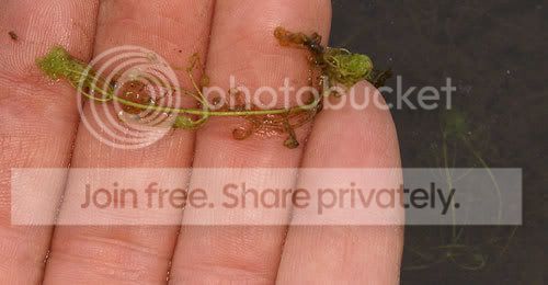Picture-7186utric.jpg