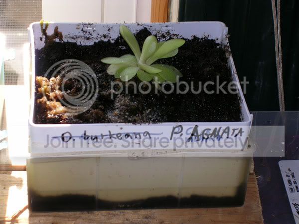 P_agnata.jpg