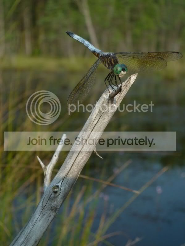 Dragonfly-LakeAtsion072411RS.jpg