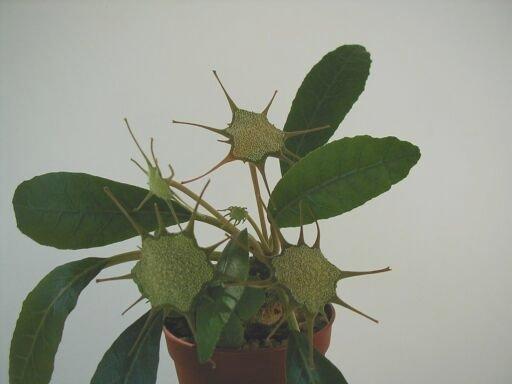 foetida.jpg