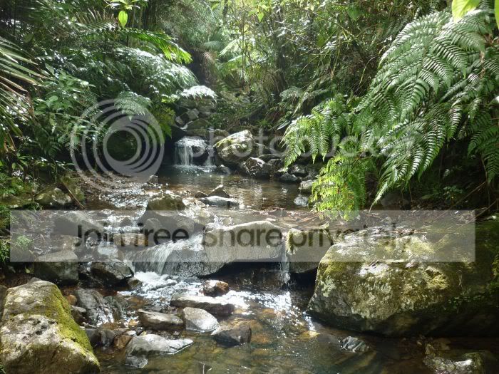 elYunque-smallcreekRS.jpg