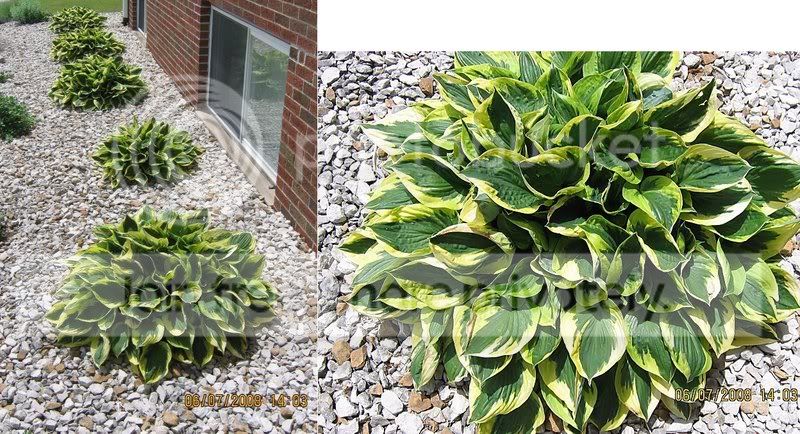 unknownoutdoorplant2.jpg