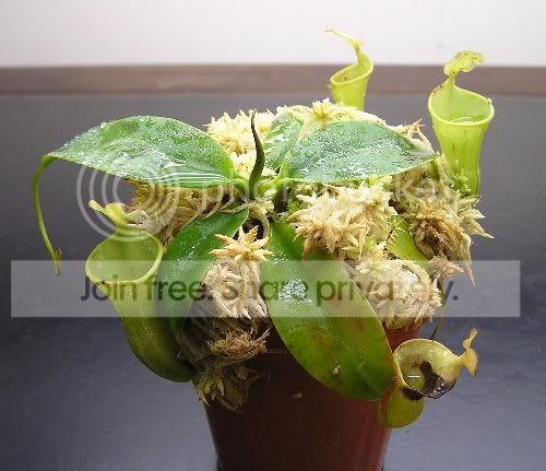 campanulata.jpg