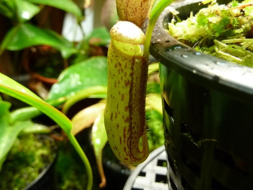 flowerstalkvft12102012108_zpsa120002d.jpg
