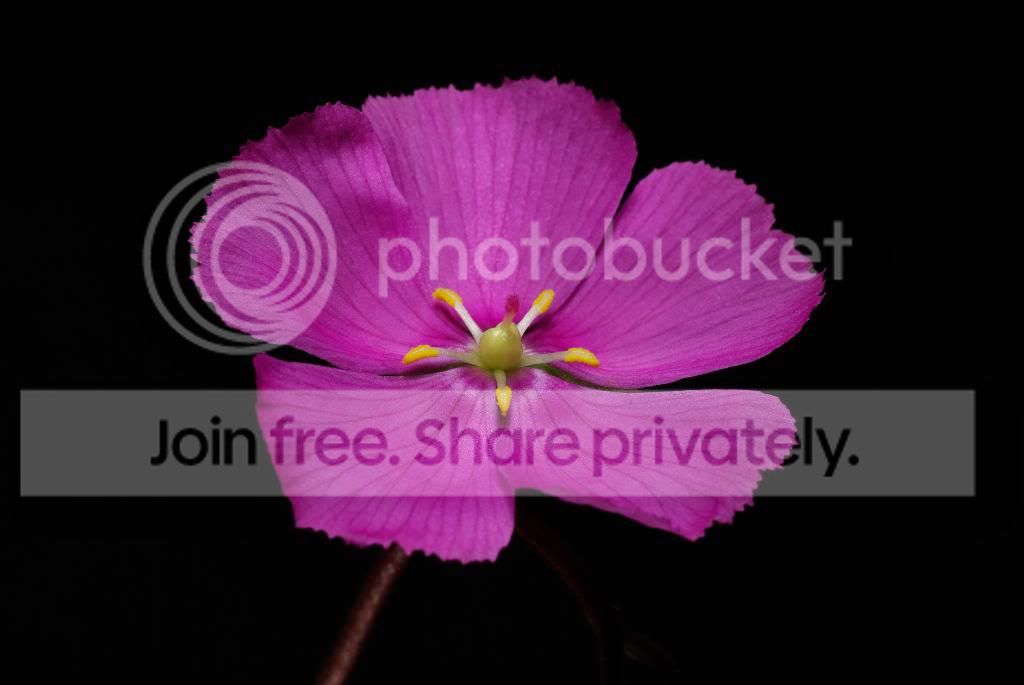 IMGP5416.jpg