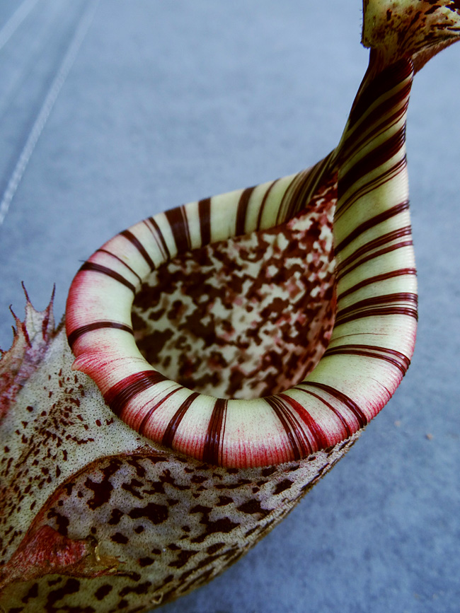 nepenthes-burbidgeae-peristome.jpg