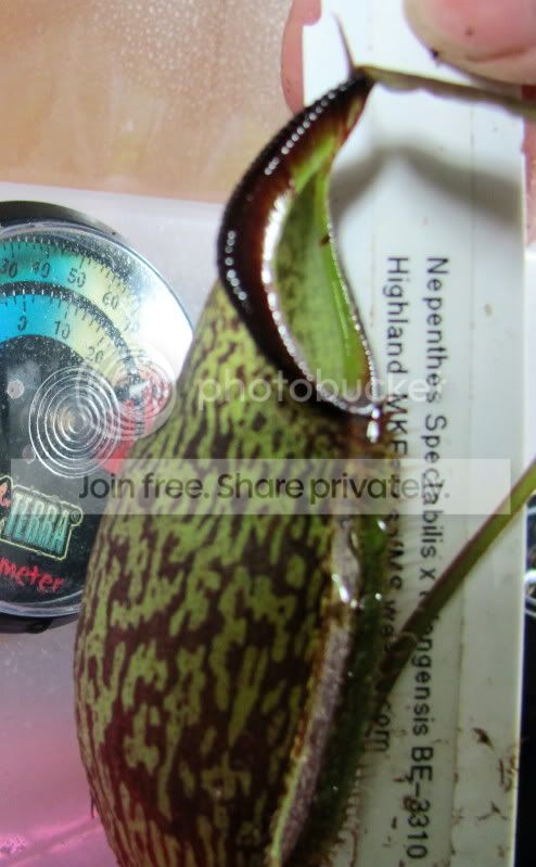 spectabilistalangensis.jpg