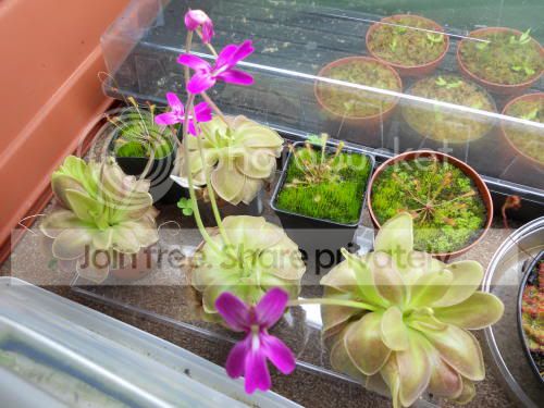plants_4-10-11.jpg