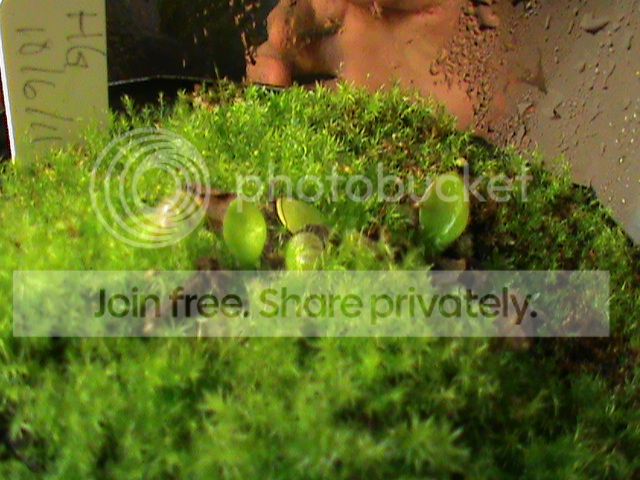 DSC00498_zpsb7c56eab.jpg