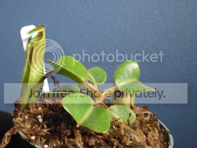 DSCF7617.jpg
