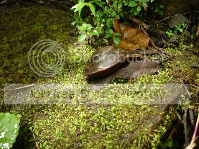 elYunque-treesnail2RS.jpg