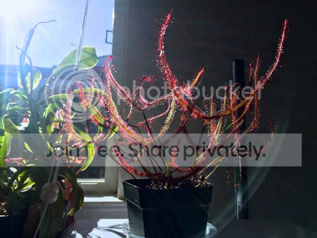 IMG_3015_zpsbd360523.jpg
