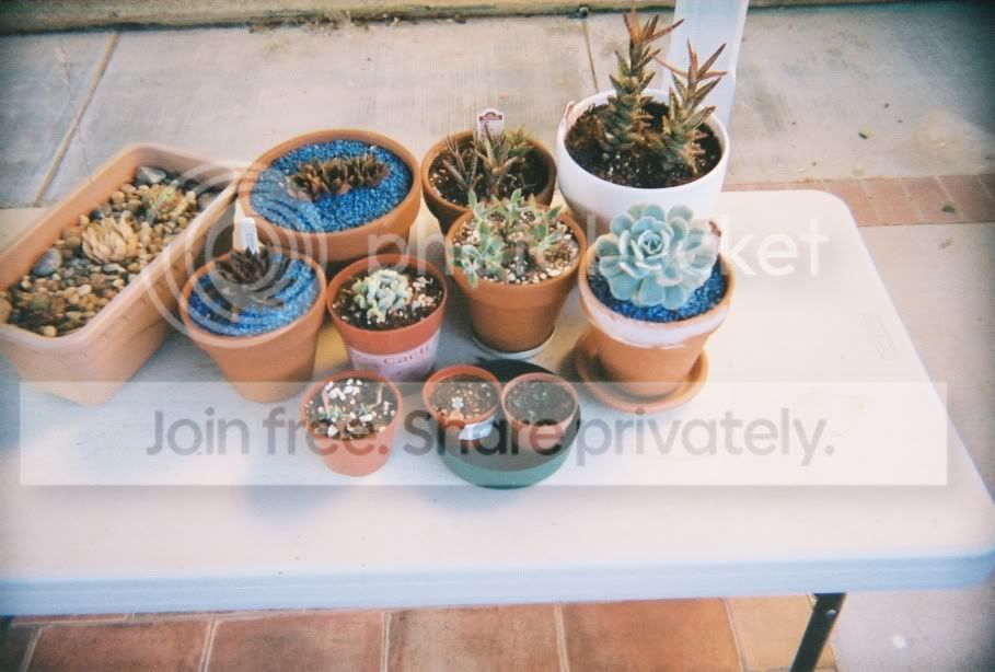 SucculentGroupshot.jpg