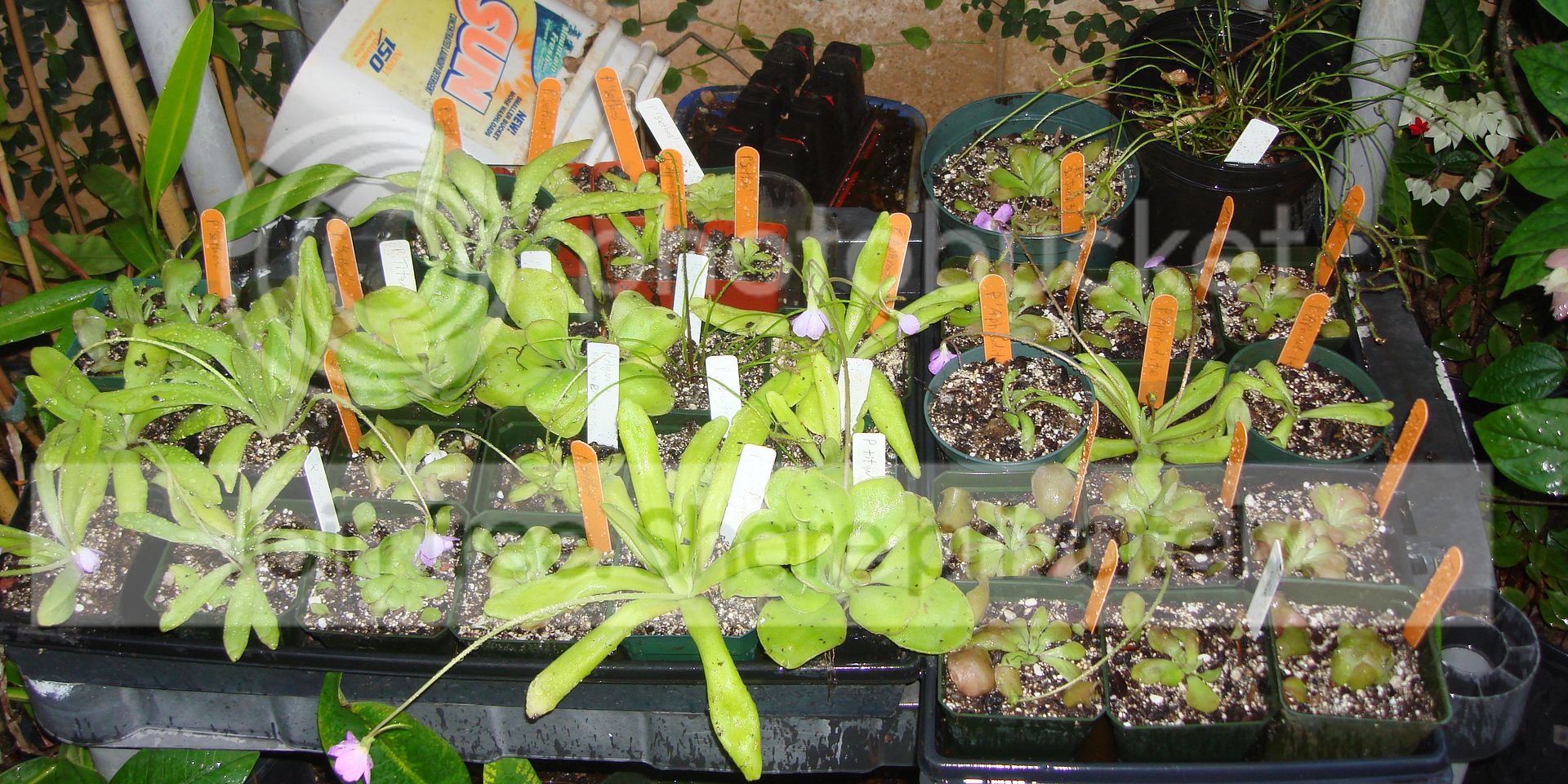DSC09676_zpseaea7e3d.jpg