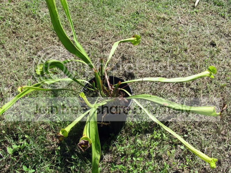 sarracenia4.jpg